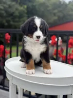 Sunny, a female Bernese Mountain Dog for sale in Alum Bank, PA – 2 of 2