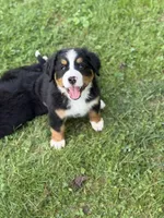 Sandy- Ready to go NOW!, a female Bernese Mountain Dog for sale in Alum Bank, PA – 3 of 5