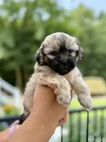 Moe, a male Shihpoo for sale in Alum Bank, PA – 4 of 4