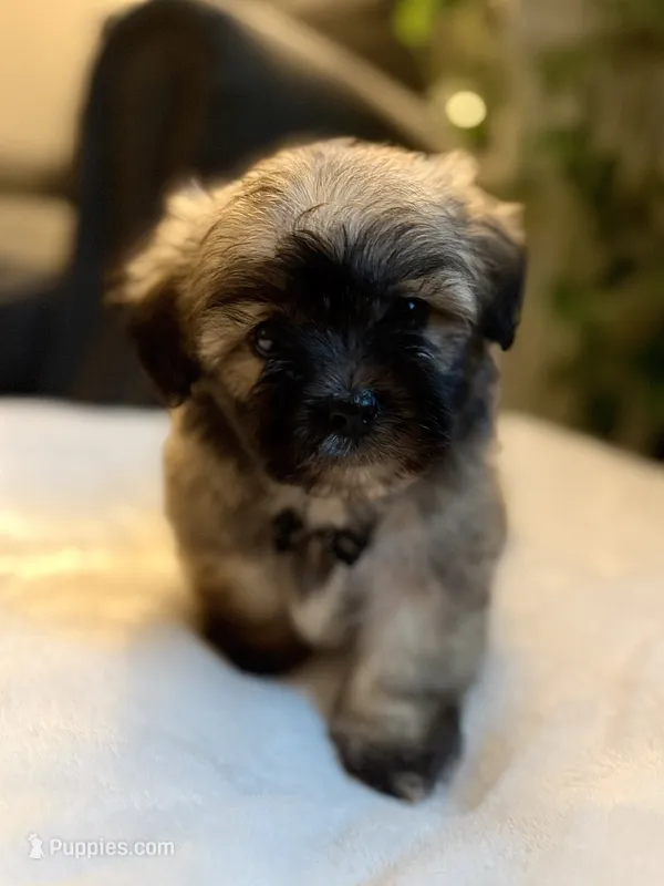 Clyde – Shichon puppy for sale in Alum Bank, PA