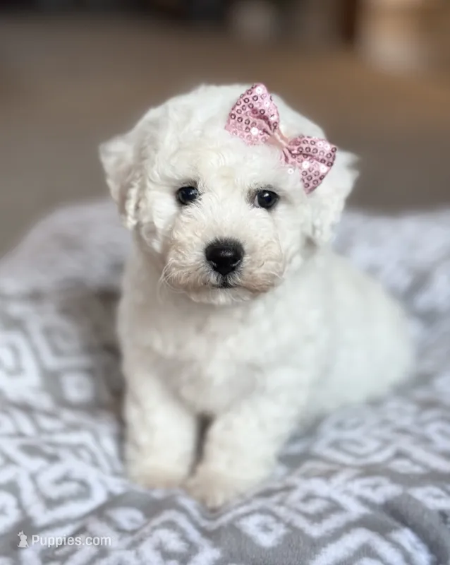 Lacey – Bichon Frise puppy for sale in Alum Bank, PA