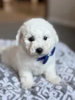 Lenny, a male Bichon Frise for sale in Alum Bank, PA – 4 of 6