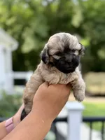 Moe, a male Shihpoo for sale in Alum Bank, PA – 2 of 4