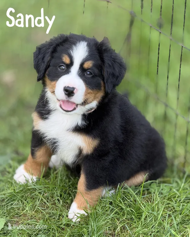 Sandy- Ready to go NOW! – Bernese Mountain Dog puppy for sale in Alum Bank, PA