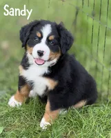Sandy- Ready to go NOW!, a female Bernese Mountain Dog for sale in Alum Bank, PA – 1 of 5