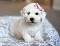 Lacey, a female Bichon Frise for sale in Alum Bank, PA – 3 of 6