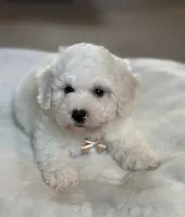 Cream Puff-Ready to Go Now!, a male Poochon for sale in Alum Bank, PA – 4 of 6