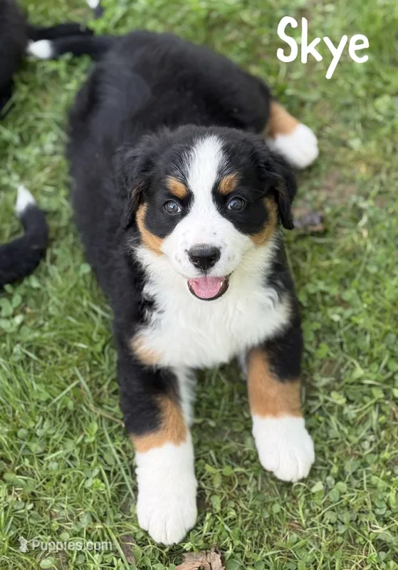 Skye- Ready to go NOW! – Bernese Mountain Dog puppy for sale in Alum Bank, PA