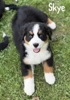 Skye- Ready to go NOW!, a female Bernese Mountain Dog for sale in Alum Bank, PA – 1 of 4