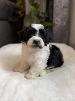 Gus, a male Shichon for sale in Alum Bank, PA – 2 of 6