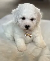 Cream Puff-Ready to Go Now!, a male Poochon for sale in Alum Bank, PA – 5 of 6