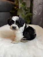 Gus, a male Shichon for sale in Alum Bank, PA – 6 of 6