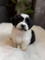Gus, a male Shichon for sale in Alum Bank, PA – 4 of 6