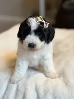 Muffin, a female Poochon for sale in Alum Bank, PA – 2 of 5
