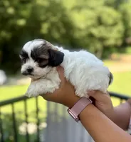 Mico, a male Shihpoo for sale in Alum Bank, PA – 4 of 4