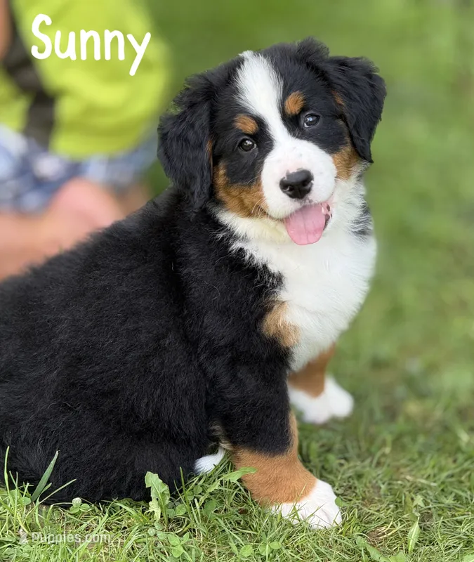 Sunny- Ready to go NOW! – Bernese Mountain Dog puppy for sale in Alum Bank, PA