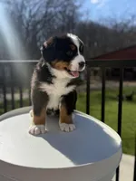 Mars, a male Bernese Mountain Dog for sale in Alum Bank, PA – Photo 4 of 4