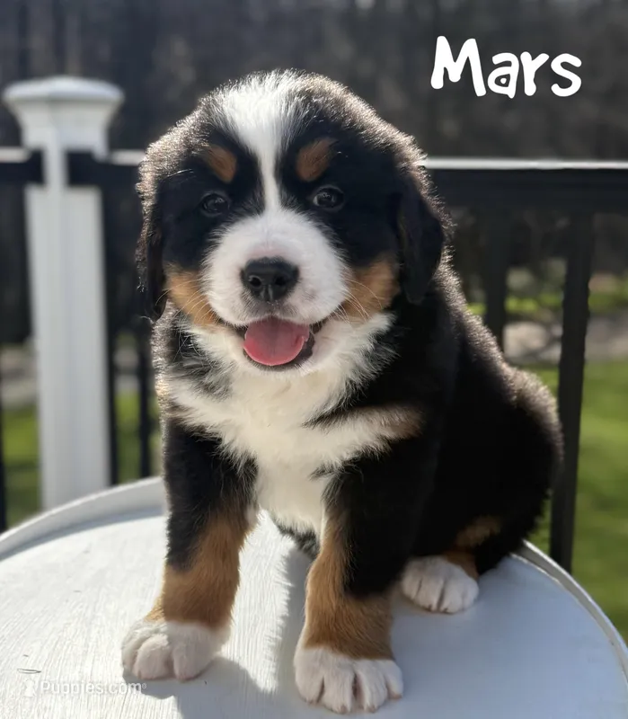 Mars – Bernese Mountain Dog puppy for sale in Alum Bank, PA