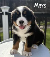 Mars, a male Bernese Mountain Dog for sale in Alum Bank, PA – Photo 1 of 4