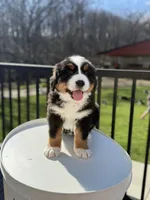 Mars, a male Bernese Mountain Dog for sale in Alum Bank, PA – Photo 3 of 4