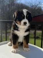 Mars, a male Bernese Mountain Dog for sale in Alum Bank, PA – Photo 2 of 4