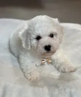 Cream Puff-Ready to Go Now!, a male Poochon for sale in Alum Bank, PA – 6 of 6