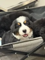 Smokey, a male Bernese Mountain Dog for sale in Alum Bank, PA – 2 of 2