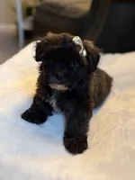 Bonnie, a female Shichon for sale in Alum Bank, PA – 4 of 7