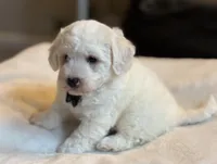 Cream Puff, a male Poochon for sale in Alum Bank, PA – 2 of 5