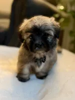 Clyde, a male Shichon for sale in Alum Bank, PA – 5 of 7