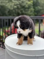 Summer, a female Bernese Mountain Dog for sale in Alum Bank, PA – 3 of 3
