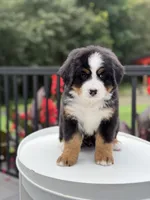 Summer, a female Bernese Mountain Dog for sale in Alum Bank, PA – 2 of 3