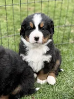 Neptune, a male Bernese Mountain Dog for sale in Alum Bank, PA – Photo 3 of 3