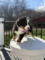 Neptune, a male Bernese Mountain Dog for sale in Alum Bank, PA – Photo 2 of 3