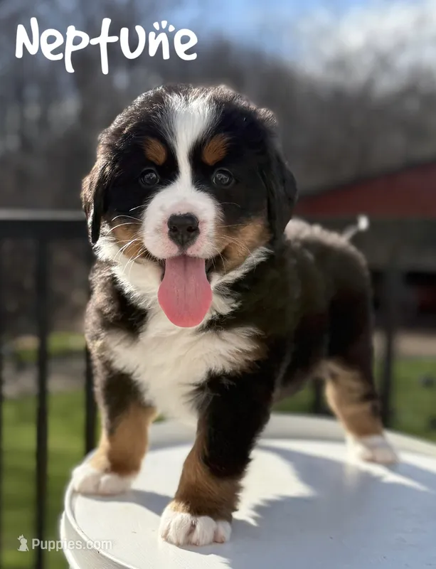 Neptune – Bernese Mountain Dog puppy for sale in Alum Bank, PA