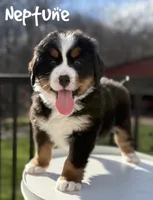Neptune, a male Bernese Mountain Dog for sale in Alum Bank, PA – Photo 1 of 3