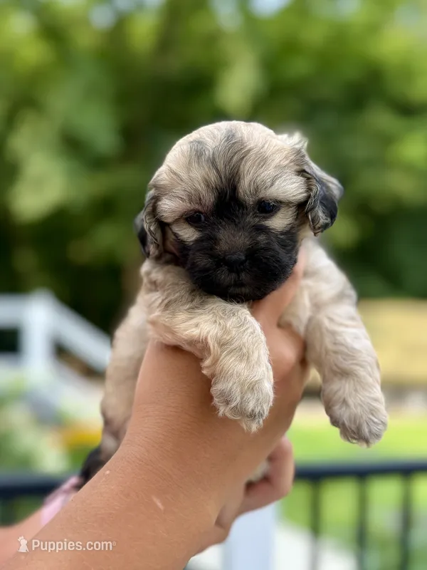 Moe – Shihpoo puppy for sale in Alum Bank, PA