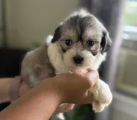 Cora, a female Shichon for sale in Alum Bank, PA – 2 of 5