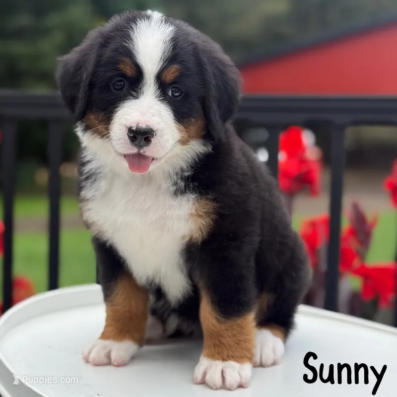 Sunny – Bernese Mountain Dog puppy for sale in Alum Bank, PA
