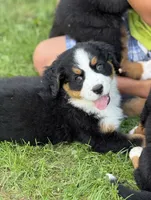 Skye- Ready to go NOW!, a female Bernese Mountain Dog for sale in Alum Bank, PA – 3 of 4