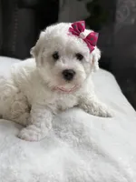 Clover, a female Bichon Frise for sale in Alum Bank, PA – Photo 6 of 6