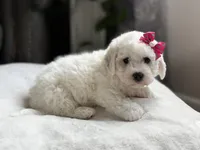 Clover, a female Bichon Frise for sale in Alum Bank, PA – Photo 2 of 6