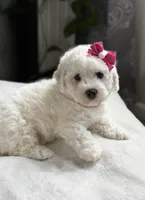 Clover, a female Bichon Frise for sale in Alum Bank, PA – Photo 5 of 6