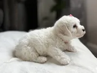 Clover, a female Bichon Frise for sale in Alum Bank, PA – Photo 3 of 6