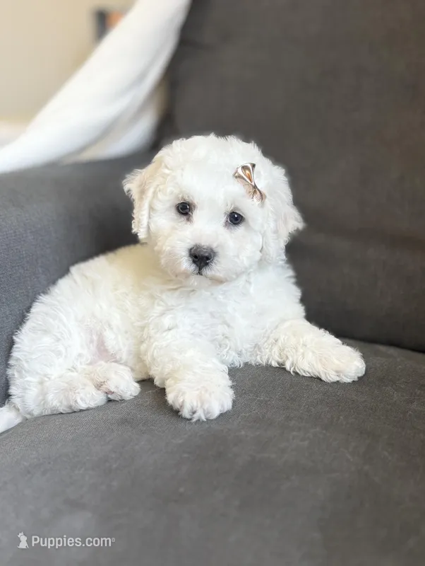 🍀 Clover 🍀 AKC, READY NOW!! – Bichon Frise puppy for sale in Alum Bank, PA