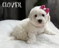 Clover, a female Bichon Frise for sale in Alum Bank, PA – Photo 1 of 6