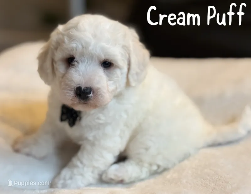 Cream Puff – Poochon puppy for sale in Alum Bank, PA