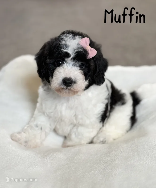 Muffin – Poochon puppy for sale in Alum Bank, PA