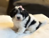 Cupcake, a female Poochon for sale in Alum Bank, PA – 3 of 4