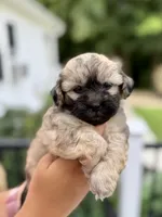 Moe, a male Shihpoo for sale in Alum Bank, PA – 3 of 4